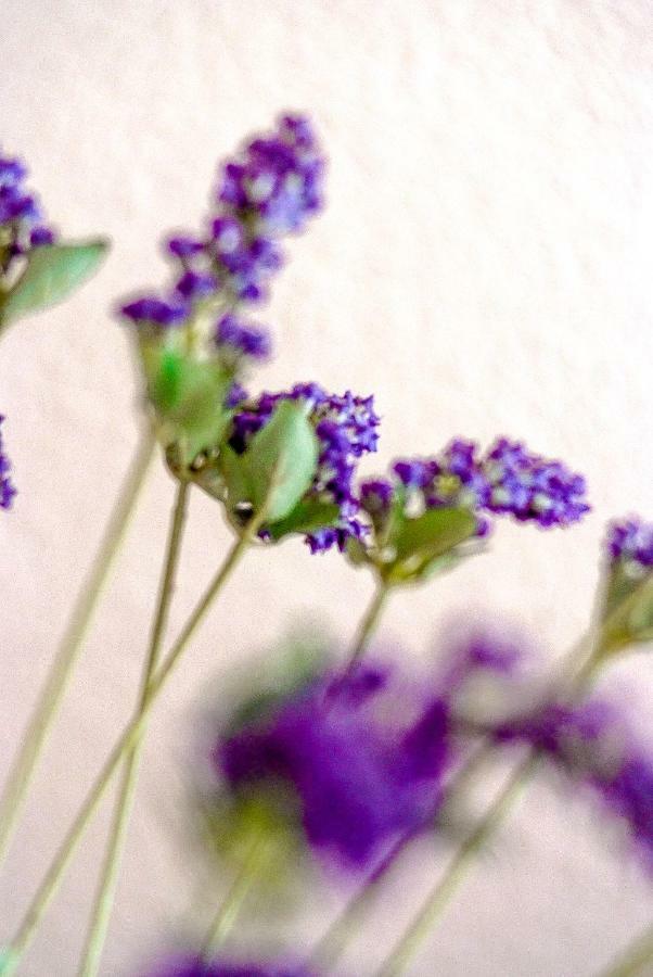 Calipso Daire Santa Teresa Gallura Dış mekan fotoğraf
